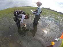 Mason Team Looking at How Nature Helps Protect Against Hurricanes_opt