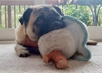 A pug enjoys his toy